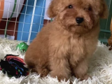 Red Brown Mini Toy Poodle Anne Baba 3,5 Kg 27 Cm