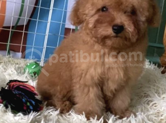 Red Brown Mini Toy Poodle Anne Baba 3,5 Kg 27 Cm görsel
