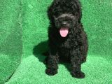 Erkek Si̇yah Poodle Yavrularimiz
