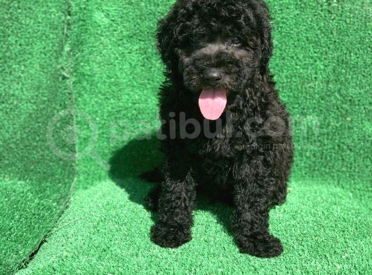 Erkek Si̇yah Poodle Yavrularimiz görsel