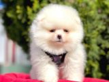 Safkan Pomeranian Boo Yavrularımız