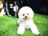 Gülen Surat Mini Boy Pomeranian Boo Yavrumuz