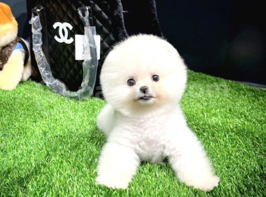 Gülen Surat Mini Boy Pomeranian Boo Yavrumuz görsel