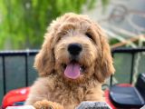 Labradoodle Hypoallergenik Irk Türkiyenin Tek Orjinal Yavruları