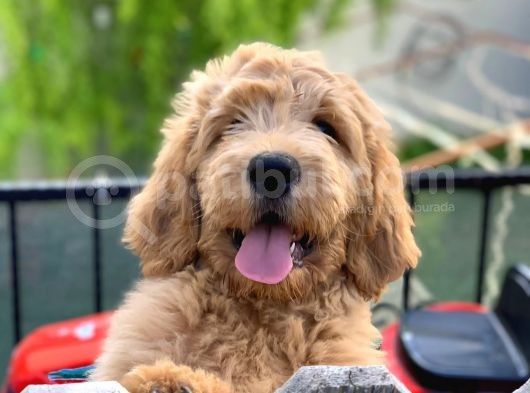 Labradoodle Hypoallergenik Irk Türkiyenin Tek Orjinal Yavruları görsel