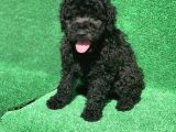 Erkek Si̇yah Poodle Yavrularimiz