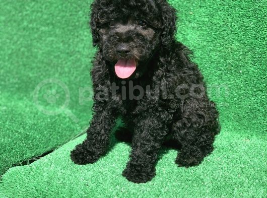Erkek Si̇yah Poodle Yavrularimiz görsel