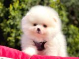 Ayı Surat Sevimli Mini Boy Pomeranian