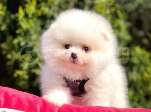 Ayı Surat Sevimli Mini Boy Pomeranian görsel