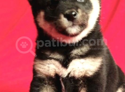 Shiba Inu Yavruları Anne Baba Secereli Irk Garantili görsel