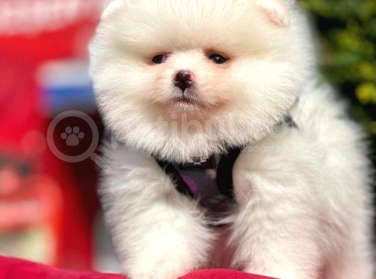 Safkan Pomeranian Boo Yavrularımız görsel