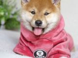 Shiba Inu Yavruları Anne Baba Secereli Irk Garantili