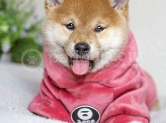 Shiba Inu Yavruları Anne Baba Secereli Irk Garantili görsel
