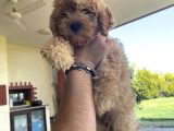 Muhteşem Bebek Suratlı Orjinal Maltipoo Yavru