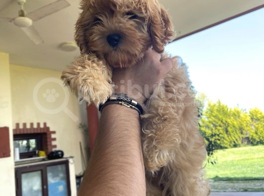 Muhteşem Bebek Suratlı Orjinal Maltipoo Yavru görsel