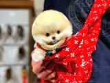 Yavru Patiler Farkı Ile
