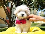 Maltese Mini Boy Yavrular