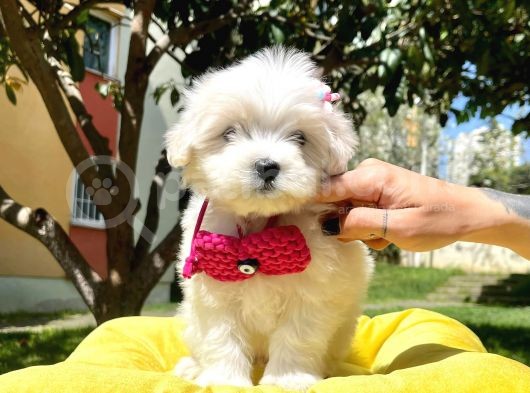 Maltese Mini Boy Yavrular