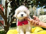 Maltese Mini Boy Yavrular