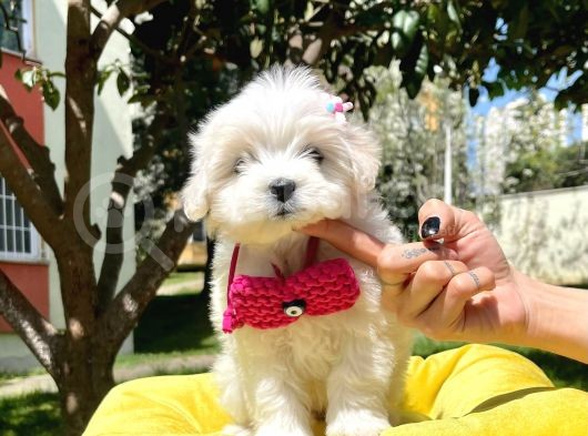 Maltese Mini Boy Yavrular görsel