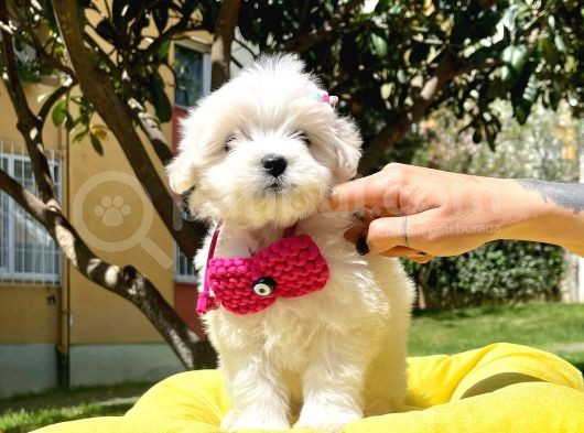 Maltese Mini Boy Yavrular görsel