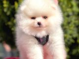 Ayı Surat Sevimli Mini Boy Pomeranian