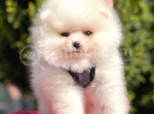 Ayı Surat Sevimli Mini Boy Pomeranian