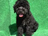 Erkek Si̇yah Poodle Yavrularimiz