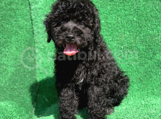 Erkek Si̇yah Poodle Yavrularimiz görsel