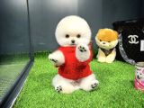 Gülen Surat Mini Boy Pomeranian Boo Yavrumuz