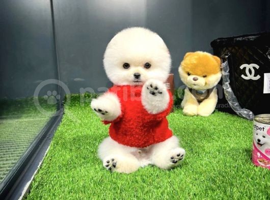 Gülen Surat Mini Boy Pomeranian Boo Yavrumuz