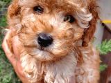 Apricot Toy Poodle Orjinal Sözleşmeli Garantili