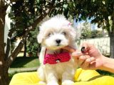 Maltese Mini Boy Yavrular