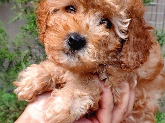 Apricot Toy Poodle Orjinal Sözleşmeli Garantili görsel