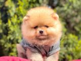 Safkan Pomeranian Boo Yavrularımız