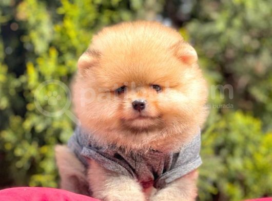 Safkan Pomeranian Boo Yavrularımız görsel
