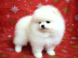Ayı Surat Minik Kulak Pomeranian Boo