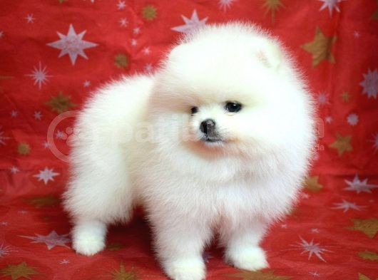 Ayı Surat Minik Kulak Pomeranian Boo görsel