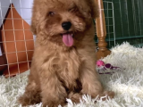 Red Brown Mini Toy Poodle Anne Baba 3,5 Kg 27 Cm