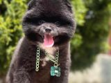 Safkan Pomeranian Boo Yavrularımız