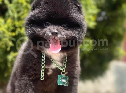 Safkan Pomeranian Boo Yavrularımız görsel