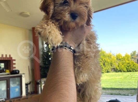 Muhteşem Bebek Suratlı Orjinal Maltipoo Yavru görsel