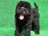 Erkek Si̇yah Poodle Yavrularimiz