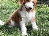 Particolour Labradoodle Tüy Dökmeyen Alerji Yapmayan Irk