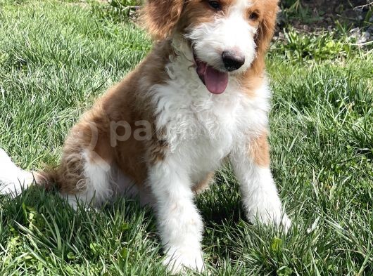 Particolour Labradoodle Tüy Dökmeyen Alerji Yapmayan Irk görsel