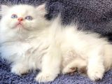 Secereli British Shorthair Yavrular
