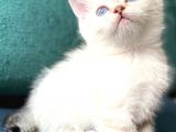 Secereli British Shorthair Yavrular