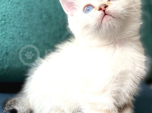 Secereli British Shorthair Yavrular görsel