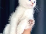 Secereli British Shorthair Yavrular