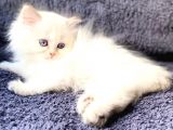 Secereli British Shorthair Yavrular